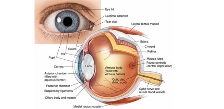 Augen | OPCs