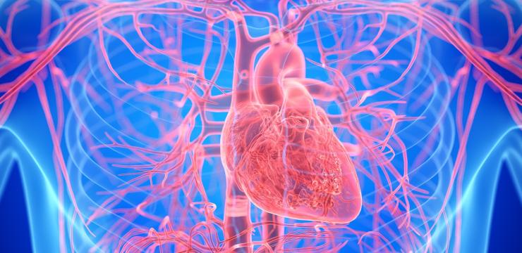 The heart isn’t the sole driver of the circulation. It is supported by a complementary driving mechanism situated in the capillaries. How do these fragile, hair-thin, vessels help the heart- muscle in propelling the flow of blood system and keep on doing that after the heart has stopped? And, how do Masquelier’s OPCs help this mechanism?