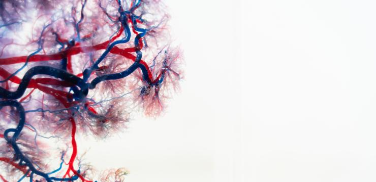 Masquelier's OPCs can act as zinc-ionophores. In terms of vascular health, this means that OPCs and zinc now form a wonderful couple that support the microvasculature's dynamic and constantly active urge to maintain its optimum structure and function and, as such, perform its essential role in overall human health.