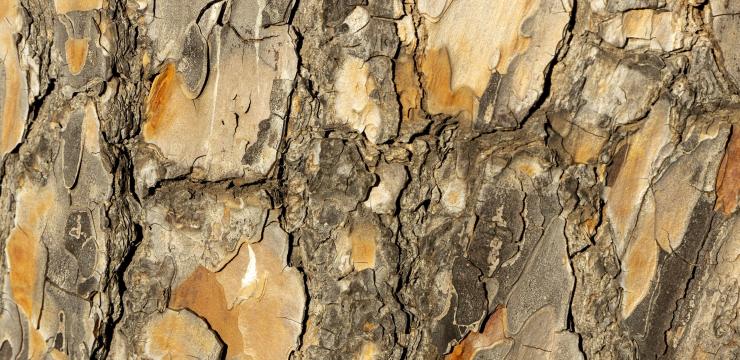 Jack Masquelier created Maritime French Pine bark extract and played a pivotal role in its research and development years before he developed a method to extract OPCs from Vitis vinifera (grape) seeds. Launched as herbal remedies in France, both extracts rose to fame as the bioactive principles in dietary supplements, often containing a combination of both.