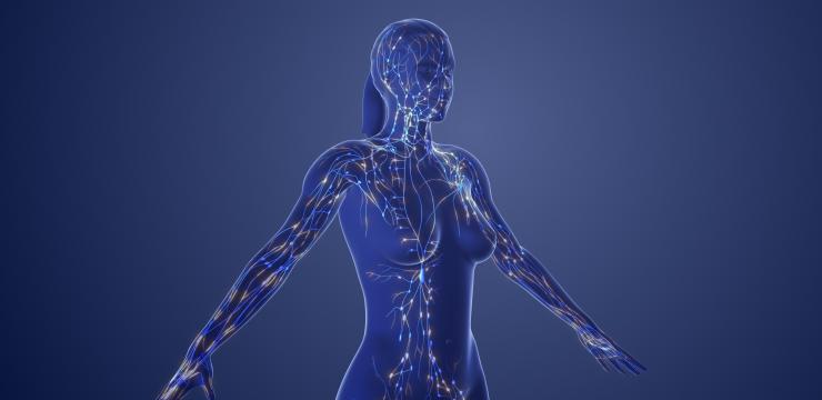 Masquelier's OPCs are statistically more effective in stimulating lymph flow in the lymphatic system in healthy people than a  placebo.